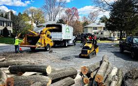 Novato, CA  Tree Services Company