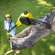 Why Choose Our Tree Removal Services in Novato, CA?