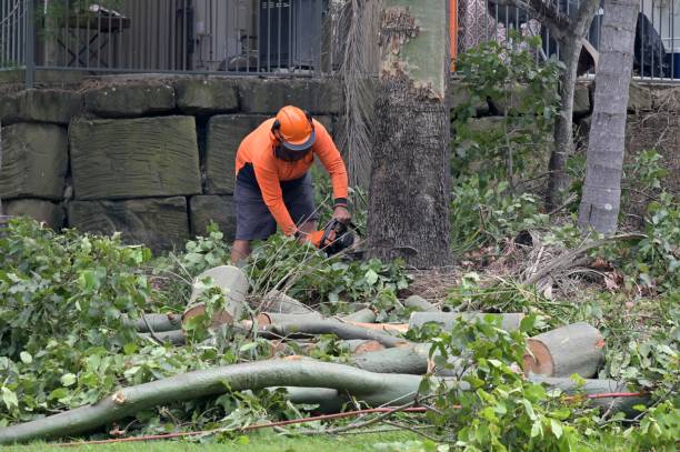 Leaf Removal Services in Novato, CA